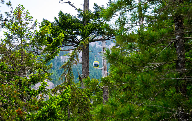 Sea to Summit Trail 2 Sea to Sky Gondola