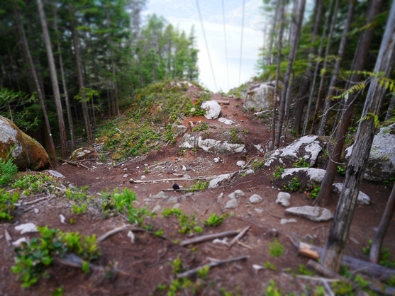 Gondola Crossing at Tower 5 Upper Shannon Falls Trail