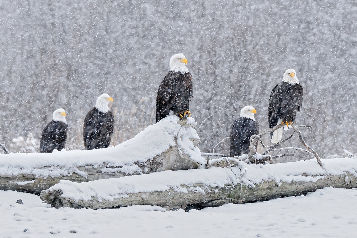 8 Ways to Renew and Refresh in Squamish this Winter Image