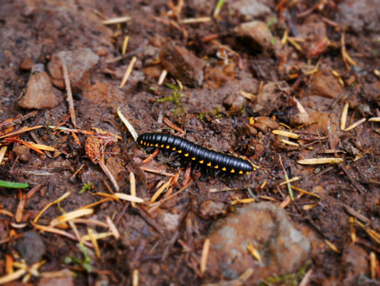 Centipede 