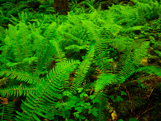 Ferns at Alice Lake