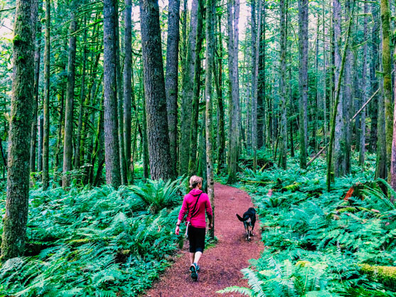 The Four Lakes Trail