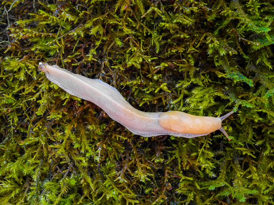 A Slug Hanging out in a Tree