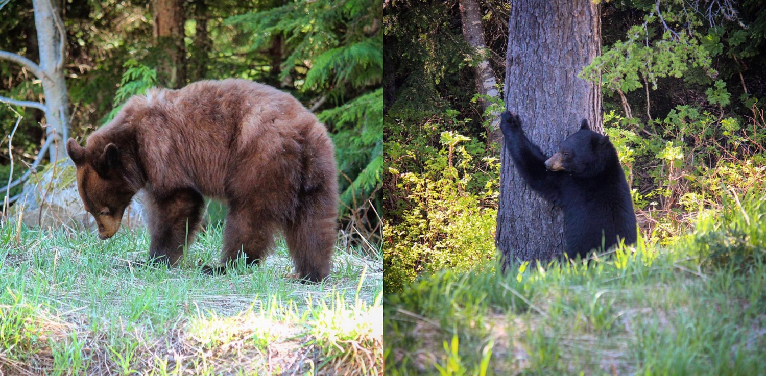 Keep Squamish Wild: Preventing Wildlife Encounters Image