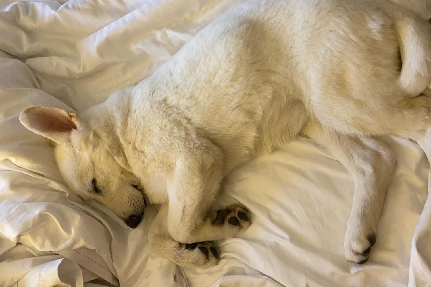 Squamish's Dog Friendly Hotels Image