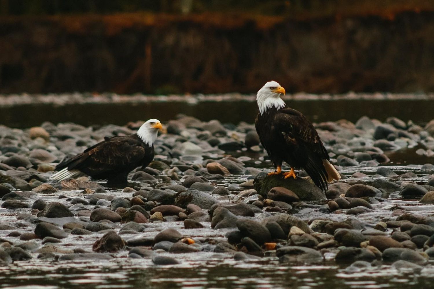 Squamish Eagles Squamish Eagles