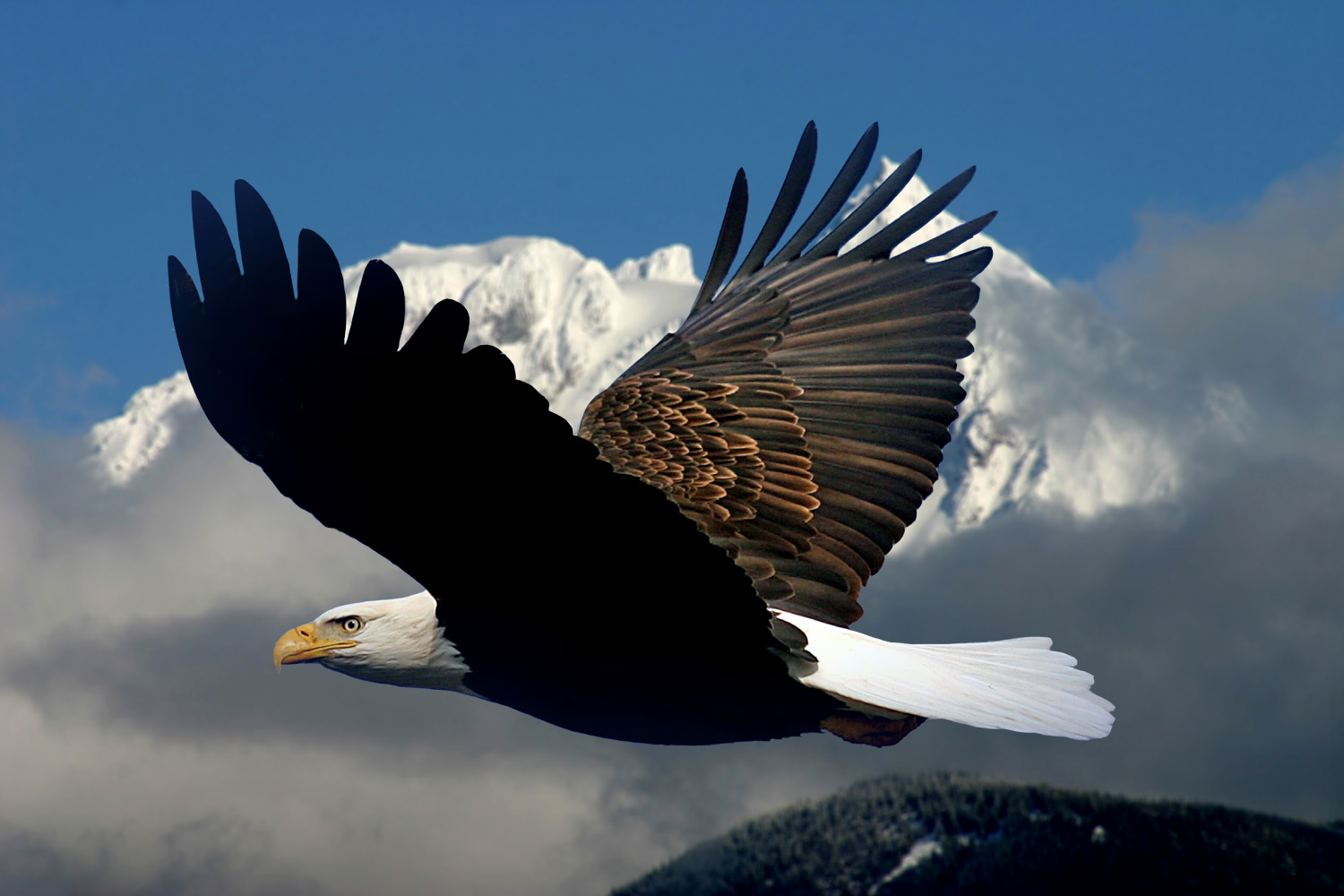 The Eagles Have Landed In Squamish