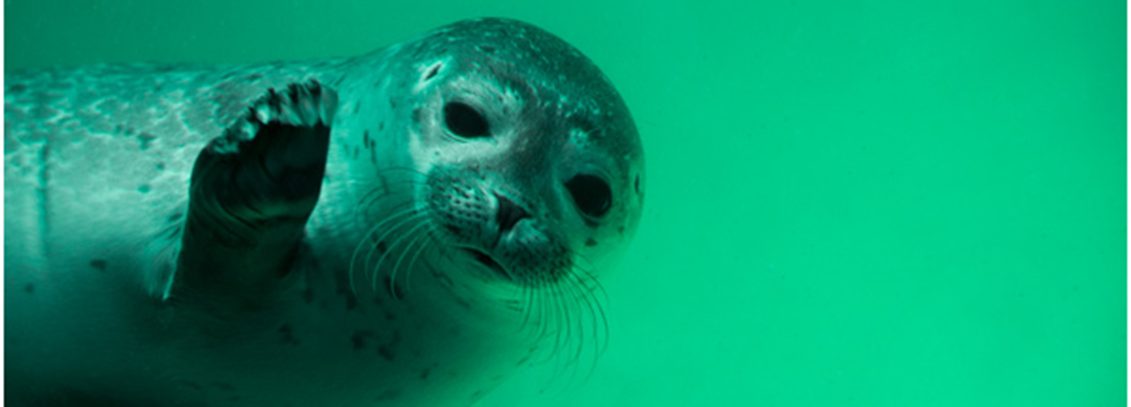 Scuba Diving Porteau Cove Squamish BC
