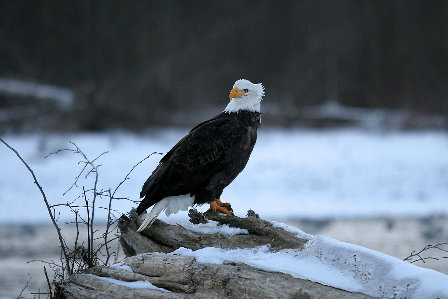 Wintering Bald Eagle in Squamish Wintering Bald Eagle in Squamish