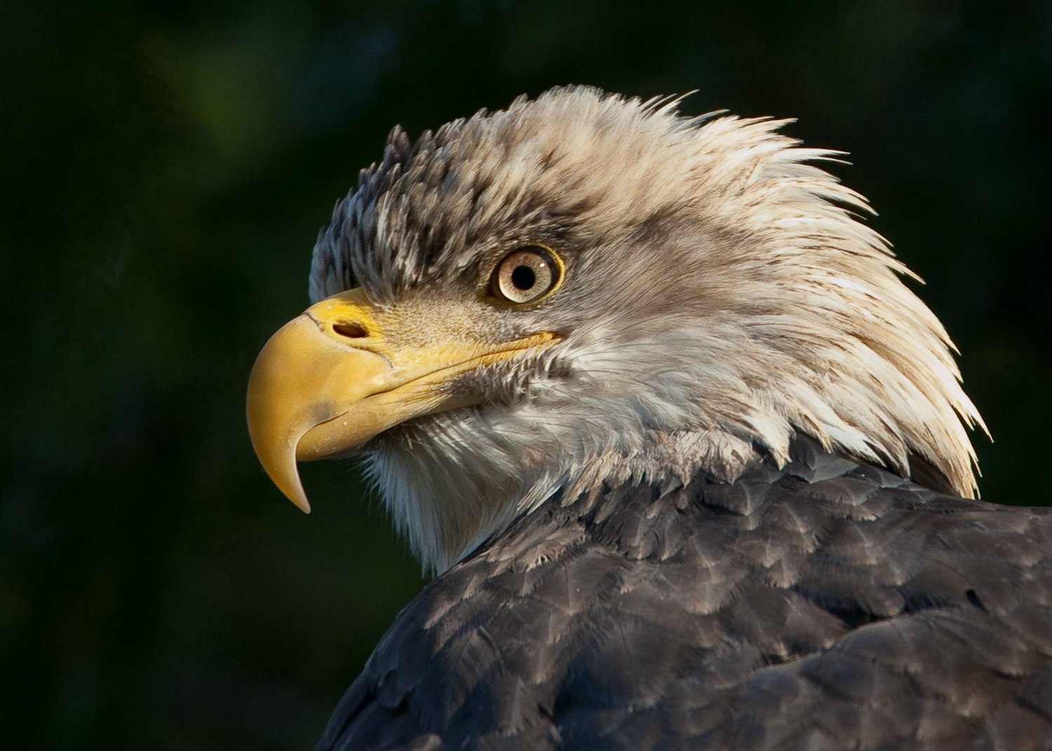 Celebrating Eagles with Nerdy About Nature