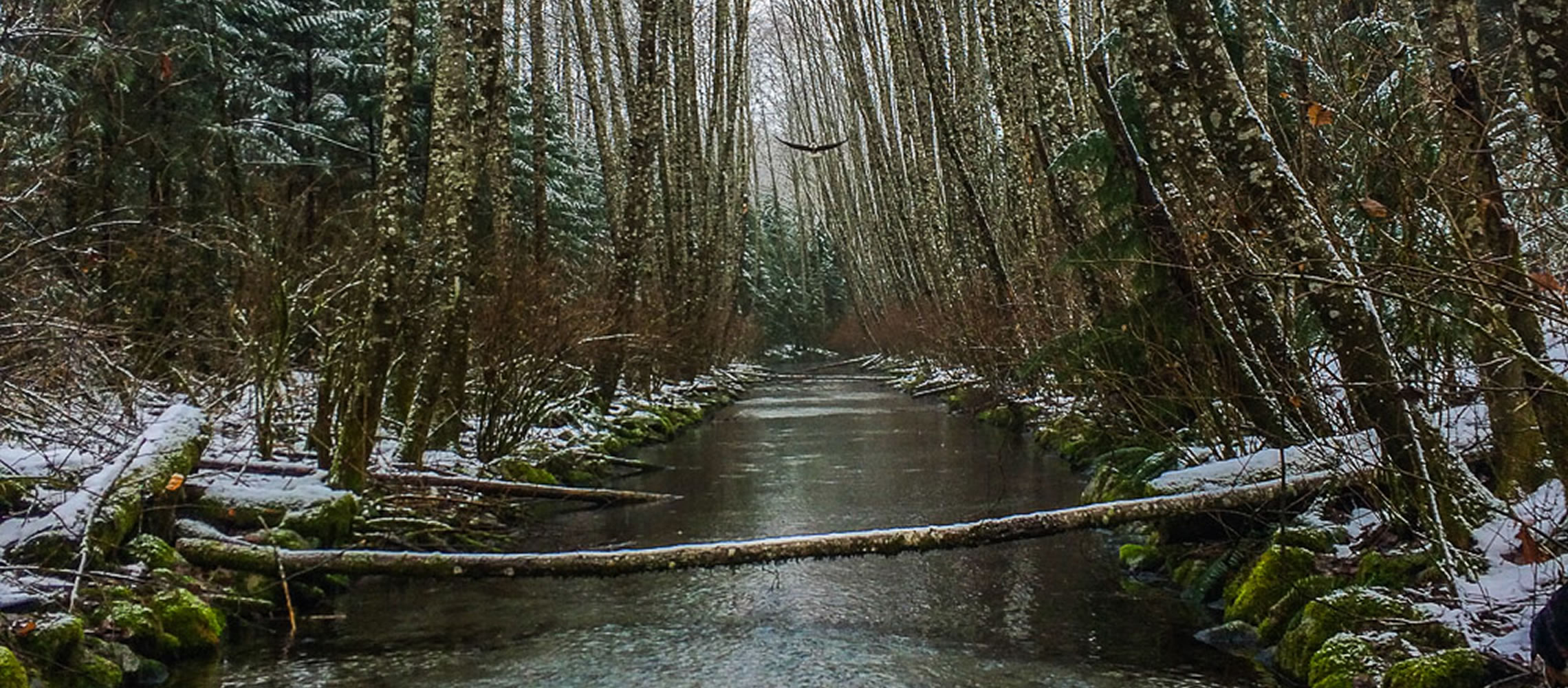 Mamquam River Trails