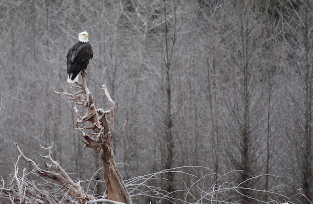 Eagle 1000x418 Eagle 1000x418