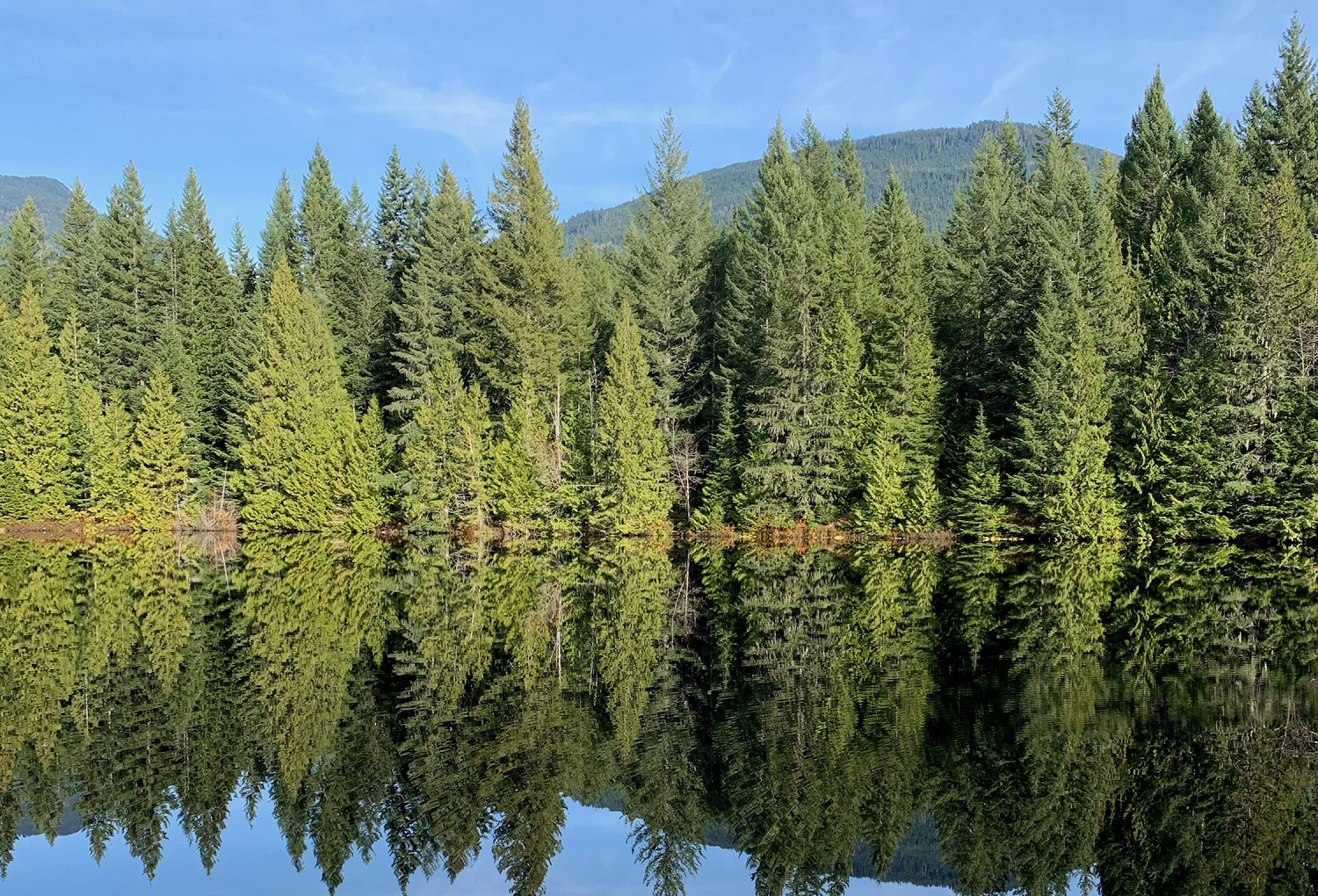 Best Places to Explore the Squamish Rainforest | Tourism Squamish