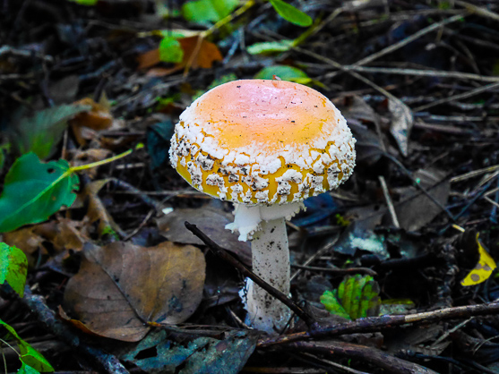 Mushroom on the Trail