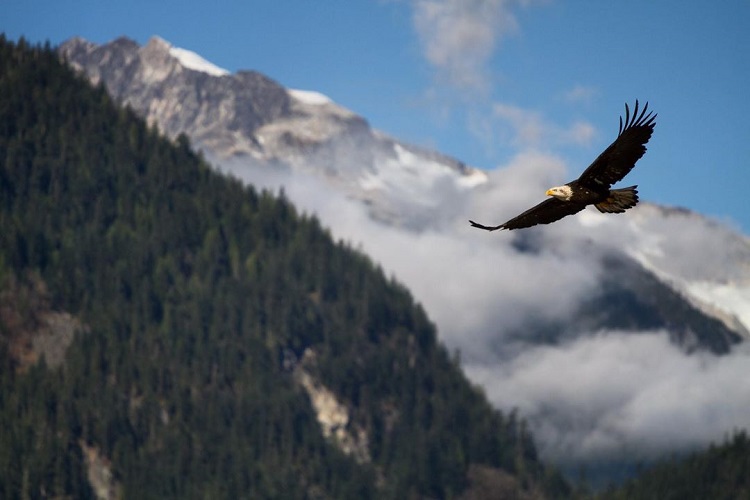 Eagles in Squamish