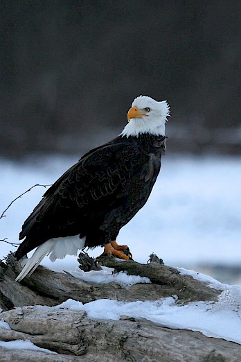 Wintering Bald Eagle in Squamish