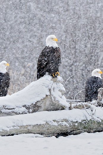 Tips to Make the Most of Eagle Season