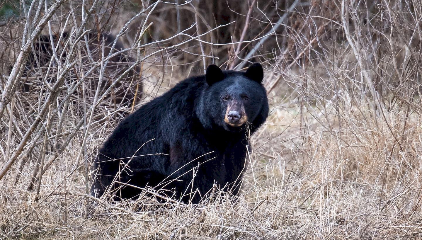 Keep Squamish Wild: Preventing Wildlife Encounters