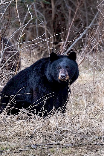 Keep Squamish Wild: Preventing Wildlife Encounters