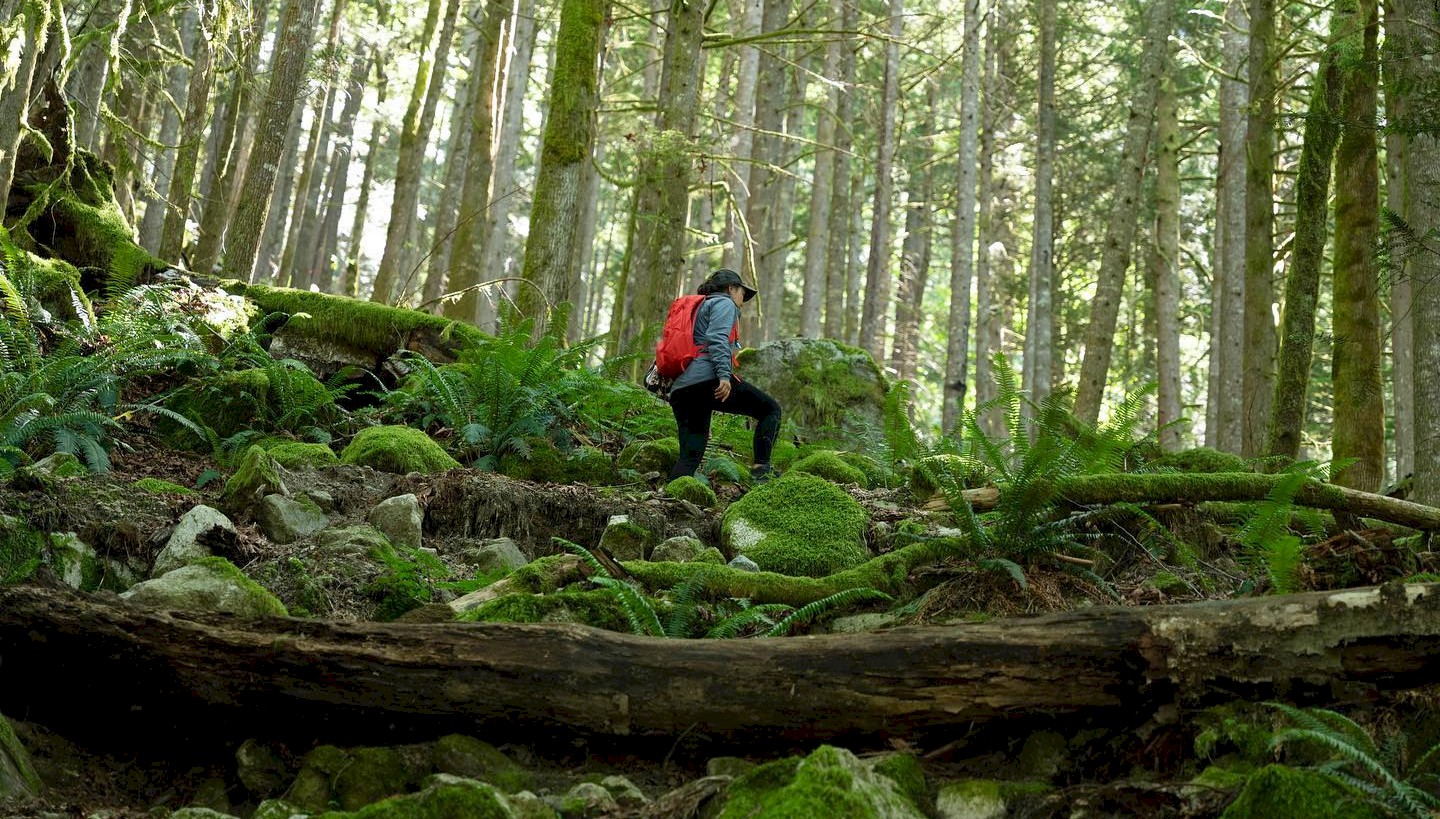 Best Places to Explore the Squamish Rainforest