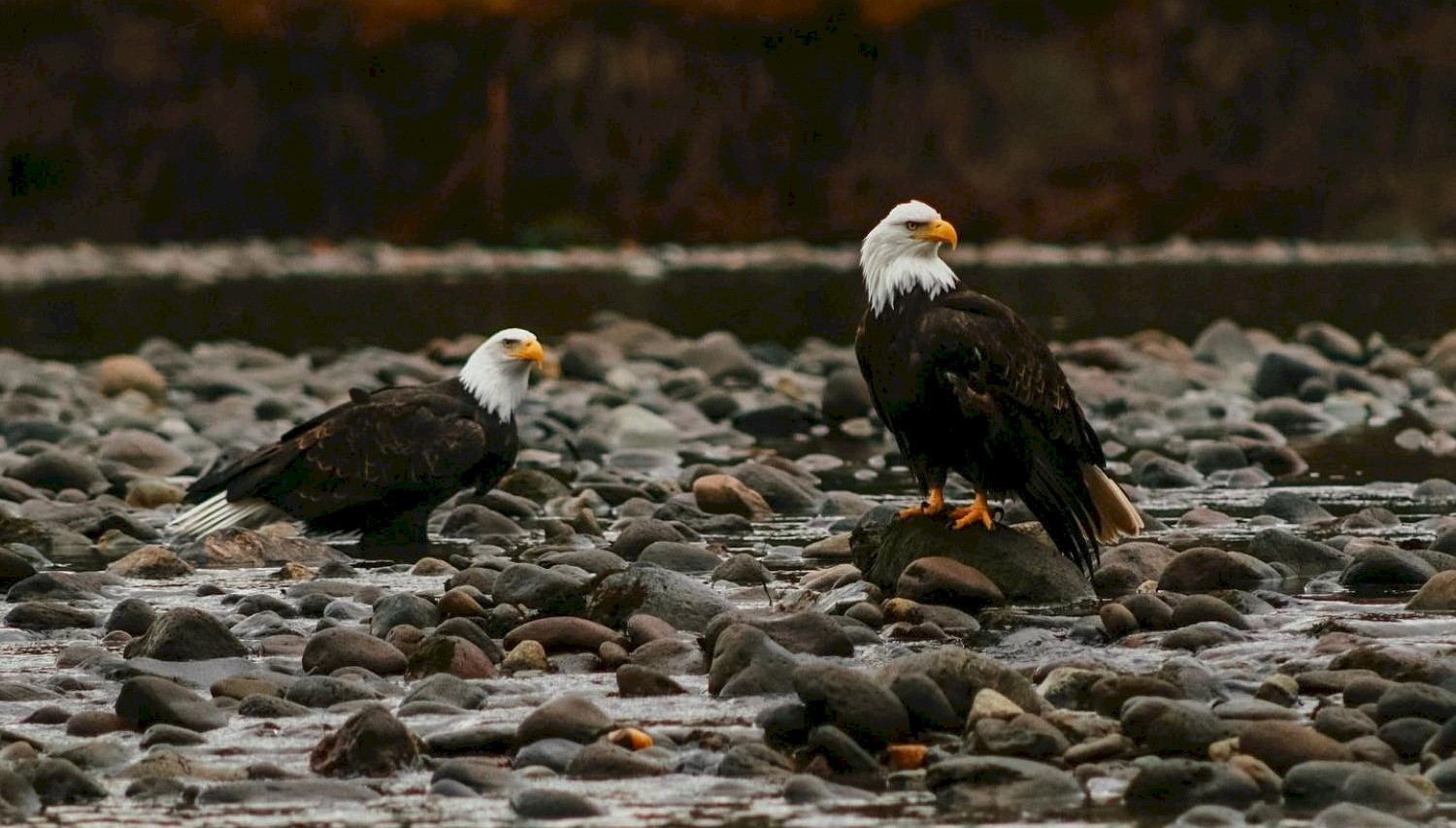 Squamish Eagles