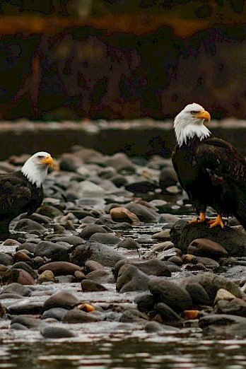 Squamish Eagles