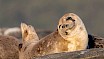 Seal