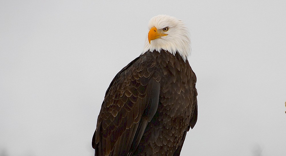 Eagle in a tree