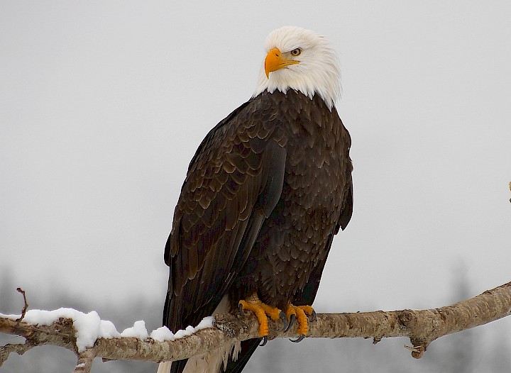Eagle in a tree