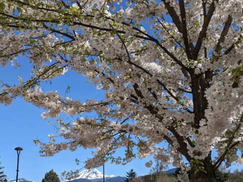 Cherry blossoms in downtown Squamish
