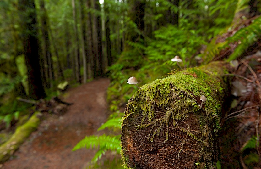 Close-up shot of mushrooms and moss growing on a log in the Squamish rainforest
