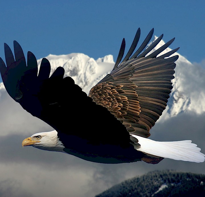 Eagle flying with Garibaldi Mountain in the background