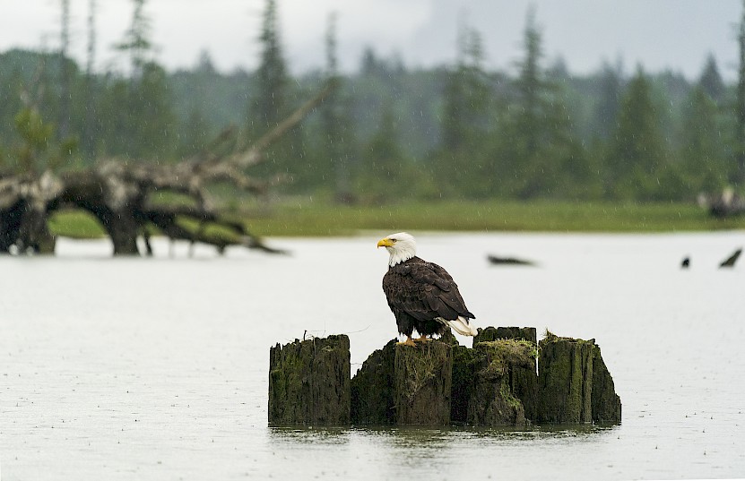 Eagle in at Squamish Estuary