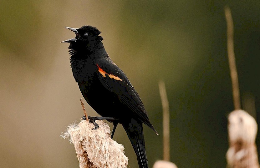 Bird siting on grass stem and calling