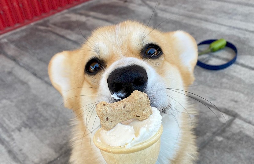 Lucky dog enjoying pup cone at Alice & Brohm in Squamish