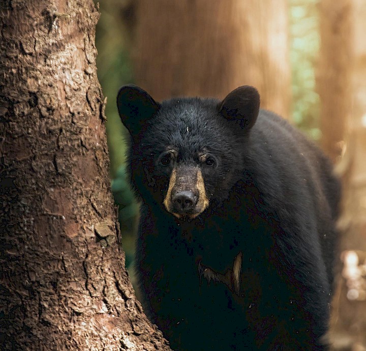 Black Bear in the Forest