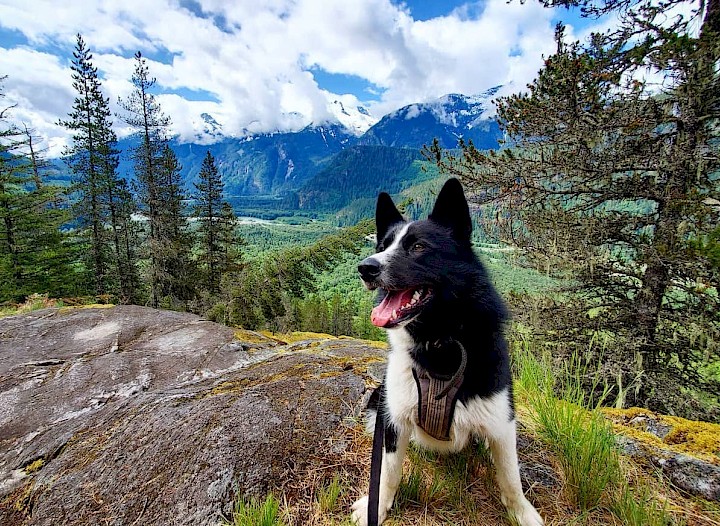 Dog on a hike in Squamish