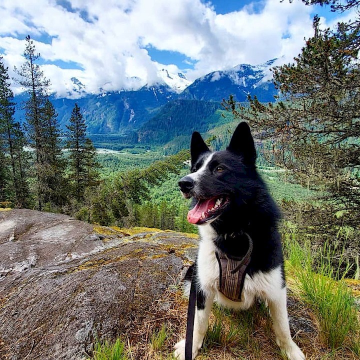 Dog on a hike in Squamish
