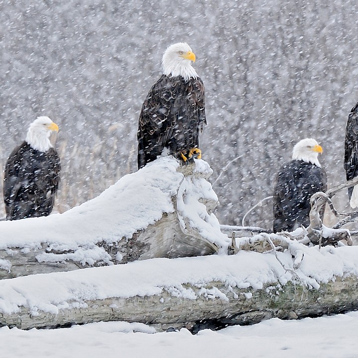 Five Bald Eagles in a snowstorm in Squamish