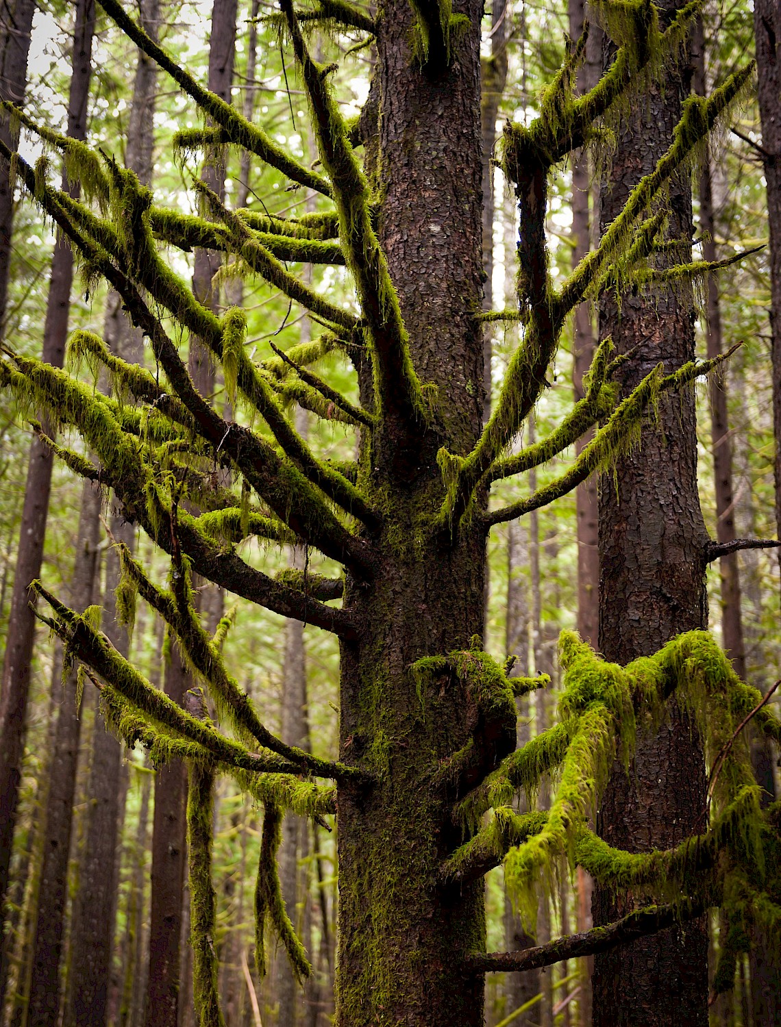 Moss covered tree in the Squamish rainforest