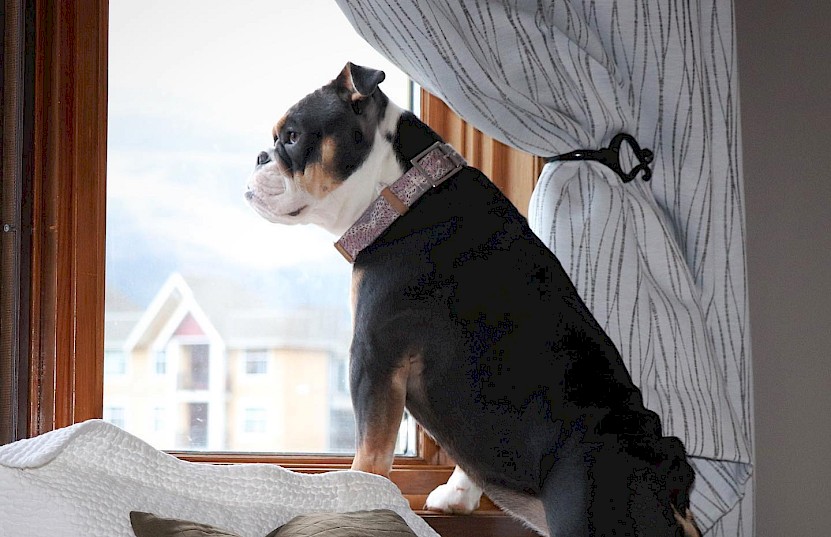 Bulldog on bed looking out the window