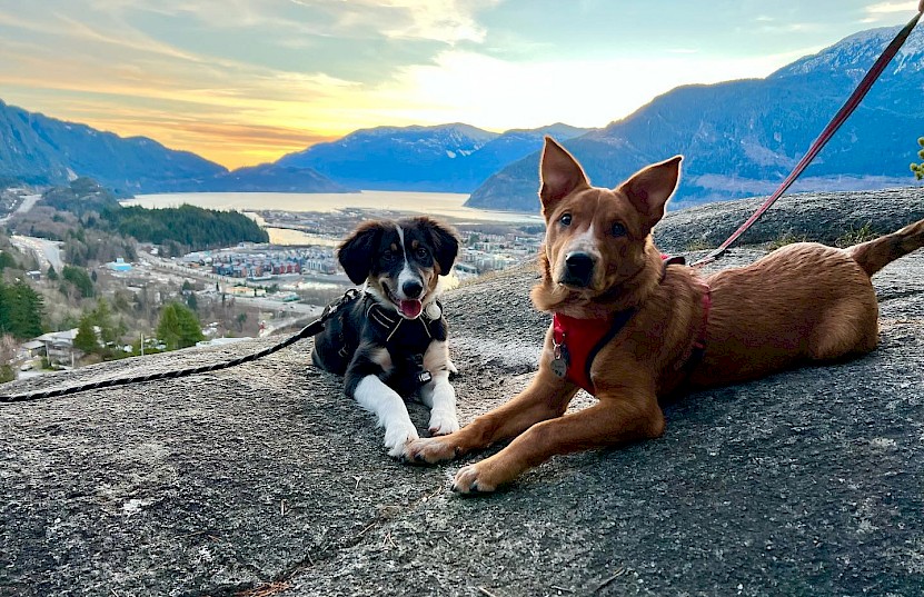 Two dogs posing at sunset in the Squamish Smoke Bluffs