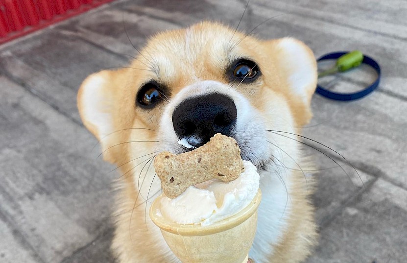 Dog enjoying a pup cone from Alice & Brohm in Squamish