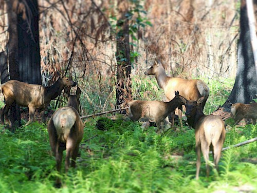 Herd of elk grazing in the forest in Squamish