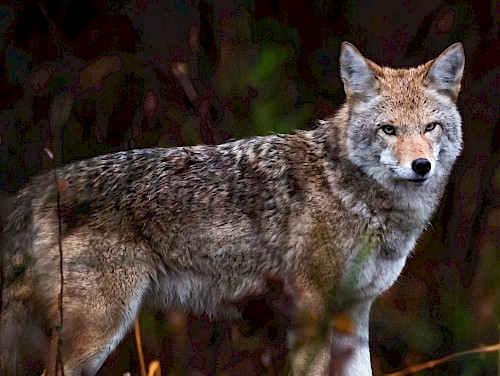Coyote in Squamish