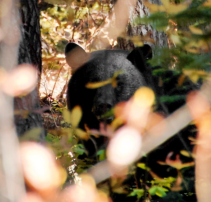 View of a black bear in Squamish through branches