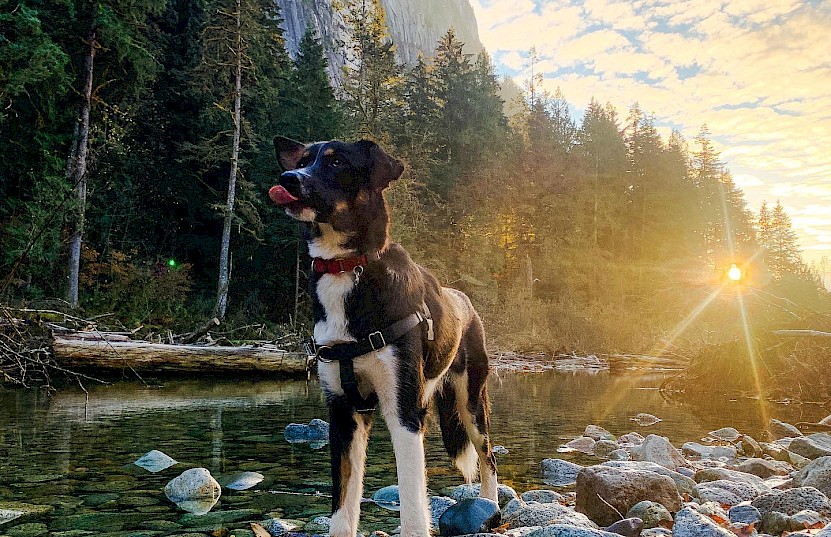 Dog enjoying a stick by the river at sunset in Squamish