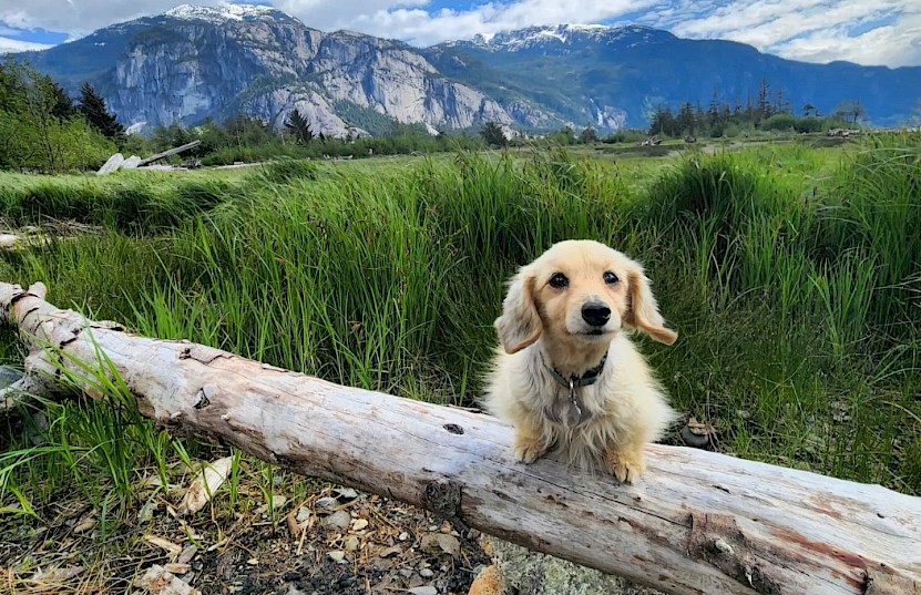 Dog posing on log in the Squamish Estuary with the Chief in the background