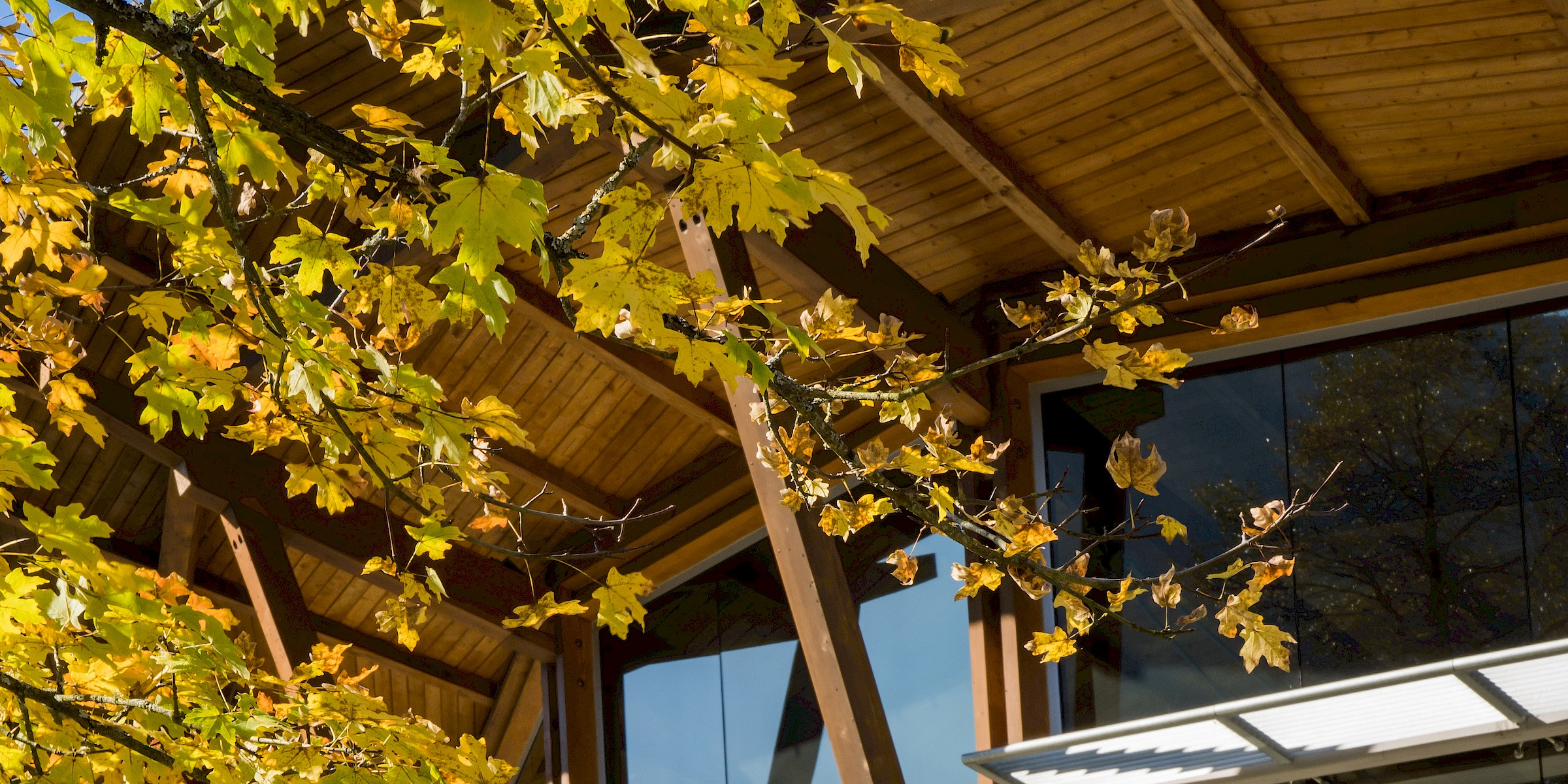 Fall leaves and the Squamish Adventure Centre