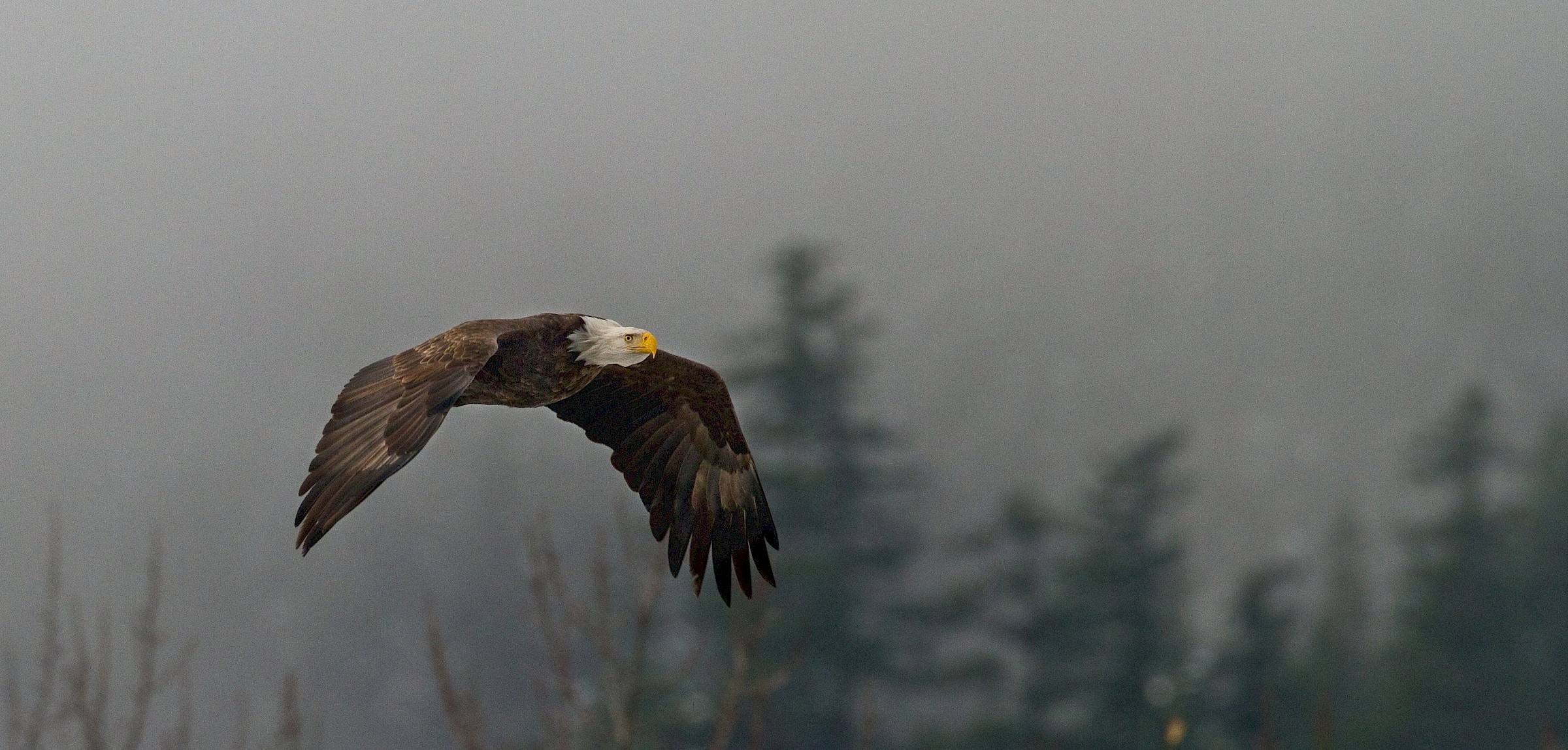 Eagle in flight